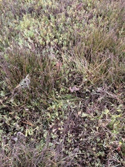 Limonium duriusculum