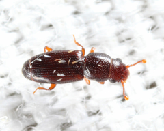 Bactridium striolatum