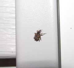 Conotrachelus anaglypticus