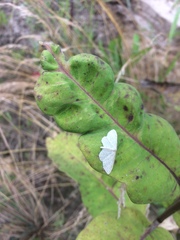 Idaea sylvestraria