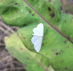 Idaea sylvestraria