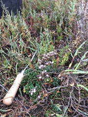 Limonium duriusculum