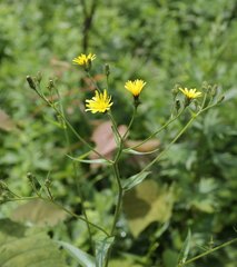 Picris japonica