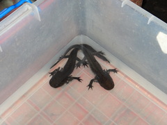Ambystoma mexicanum