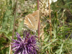 Polyommatus ripartii