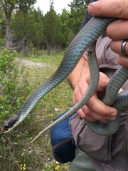 Coluber constrictor foxii