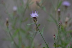 Centaurea ×psammogena