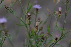 Centaurea ×psammogena