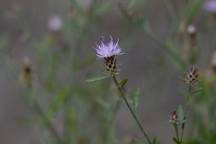 Centaurea ×psammogena