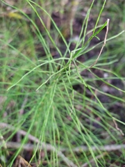 Equisetum pratense image