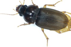 Harpalus griseus