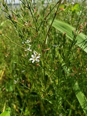 Lythrum lineare