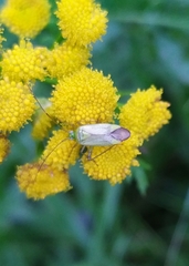 Adelphocoris