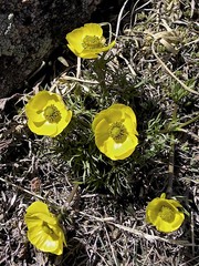 Ranunculus adoneus