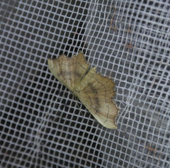 Idaea emarginata