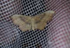 Idaea emarginata