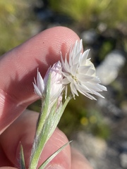 Achyranthemum paniculatum