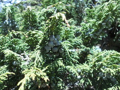 Juniperus monticola