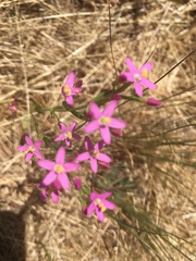 Zeltnera muehlenbergii