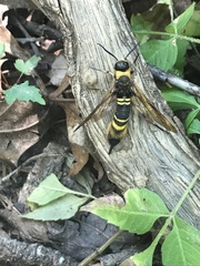 Eriotremex formosanus