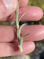 Achyranthemum paniculatum