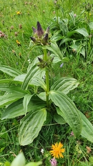 Gentiana pannonica
