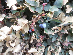 Berberis alpina