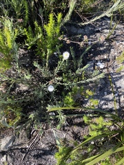 Achyranthemum paniculatum