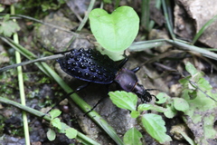 Carabus pustulifer