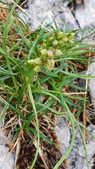 Chamorchis alpina