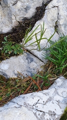 Arabis pumila