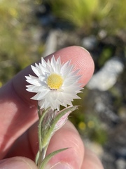 Achyranthemum paniculatum