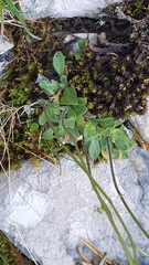Arabis pumila