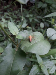 Oxyopes
