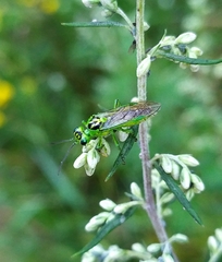 Rhogogaster chlorosoma