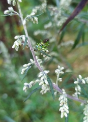 Rhogogaster chlorosoma