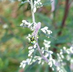 Rhogogaster chlorosoma