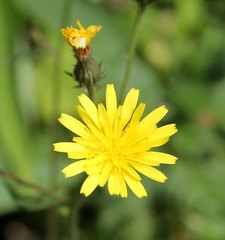 Picris japonica
