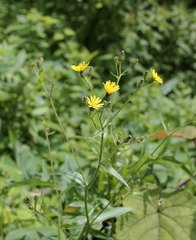 Picris japonica