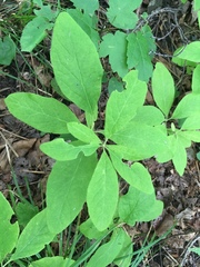 Lonicera hirsuta
