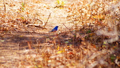 Passerina rositae