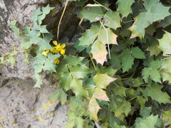 Berberis alpina
