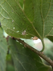 Celticecis pyriformis