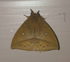 Catacantha ferruginea