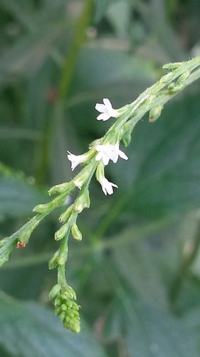 Verbena urticifolia iNat (2)