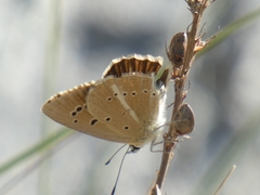 Polyommatus ripartii