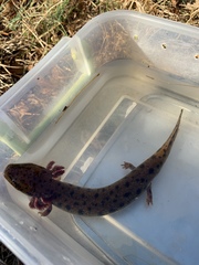 Necturus lewisi