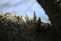 Catasetum fimbriatum