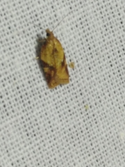 Acleris aspersana