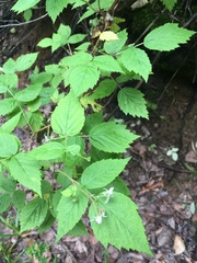 Rubus idaeus strigosus